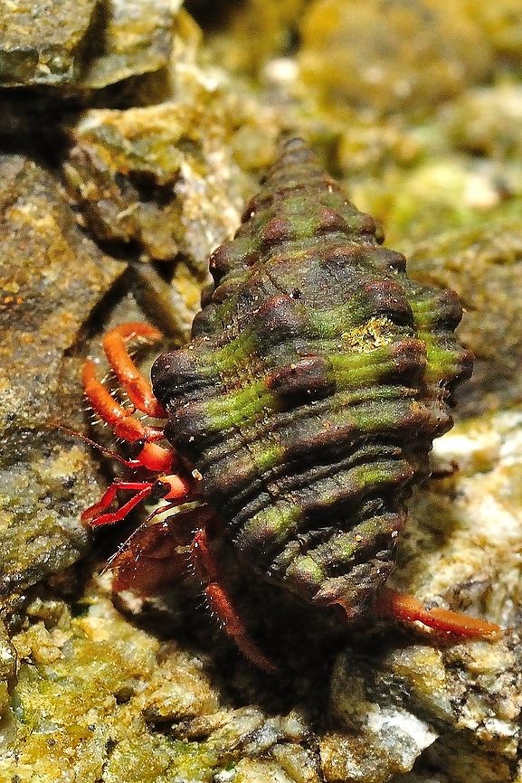 Hermit Crab in Borneo Most species have long, spirally curved abdomens, which are soft, unlike the hard, calcified abdomens seen in related crustaceans. The vulnerable abdomen is protected from predators by a salvaged empty seashell carried by the hermit crab, into which its whole body can retract. Most frequently, hermit crabs use the shells of sea snails (although the shells of bivalves and scaphopods and even hollow pieces of wood and stone are used by some species). The tip of the hermit crab&#039;s abdomen is adapted to clasp strongly onto the columella of the snail shell. Most hermit crabs are nocturnal Geotagged,Malaysia,Summer