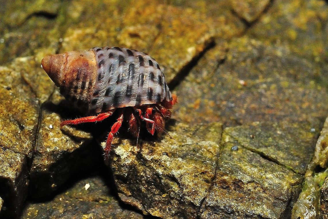 Hermit crab Most species have long, spirally curved abdomens, which are soft, unlike the hard, calcified abdomens seen in related crustaceans. The vulnerable abdomen is protected from predators by a salvaged empty seashell carried by the hermit crab, into which its whole body can retract. Most frequently, hermit crabs use the shells of sea snails (although the shells of bivalves and scaphopods and even hollow pieces of wood and stone are used by some species). The tip of the hermit crab's abdomen is adapted to clasp strongly onto the columella of the snail shell.Most hermit crabs are nocturnal Geotagged,Malaysia,Summer