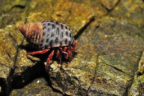 Hermit crab Most species have long, spirally curved abdomens, which are soft, unlike the hard, calcified abdomens seen in related crustaceans. The vulnerable abdomen is protected from predators by a salvaged empty seashell carried by the hermit crab, into which its whole body can retract. Most frequently, hermit crabs use the shells of sea snails (although the shells of bivalves and scaphopods and even hollow pieces of wood and stone are used by some species). The tip of the hermit crab's abdomen is adapted to clasp strongly onto the columella of the snail shell.Most hermit crabs are nocturnal Geotagged,Malaysia,Summer