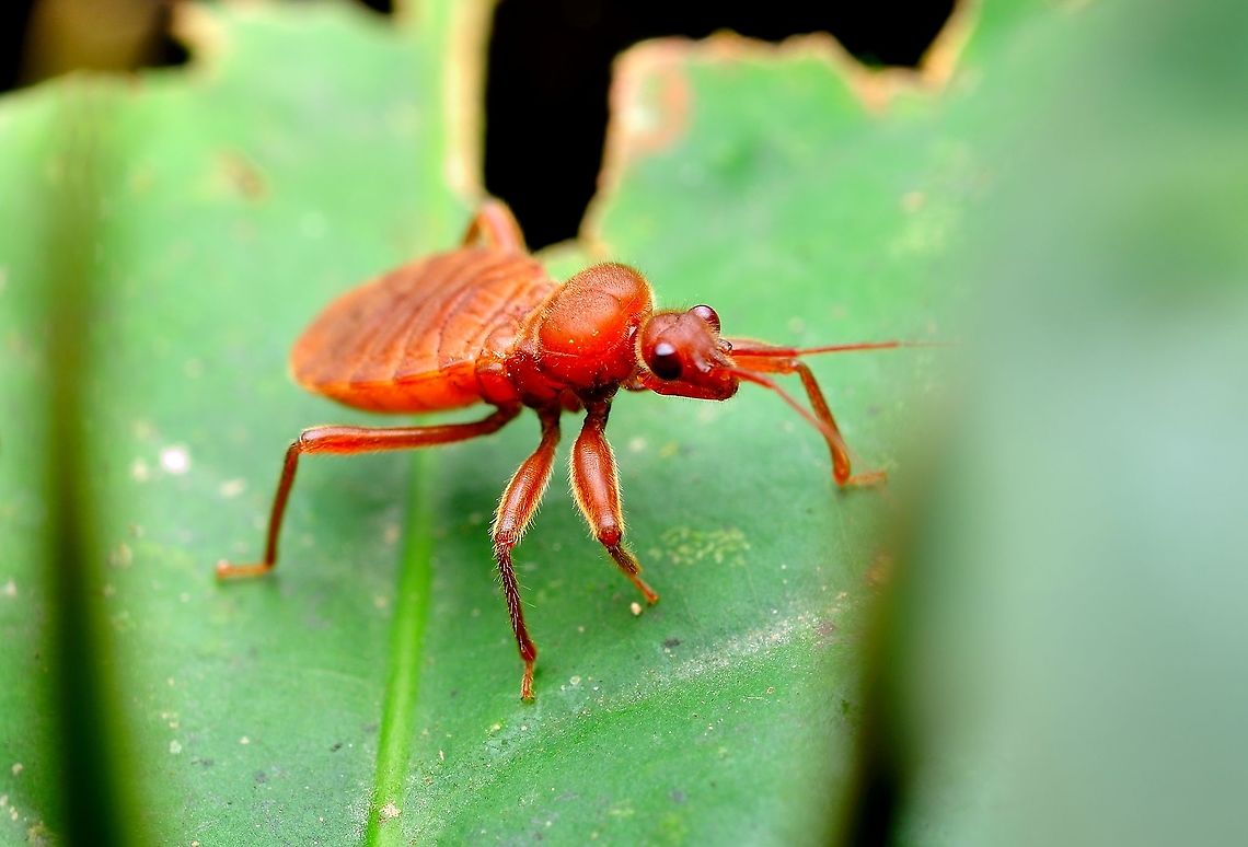 assassin bug?  Geotagged,Malaysia,Spring