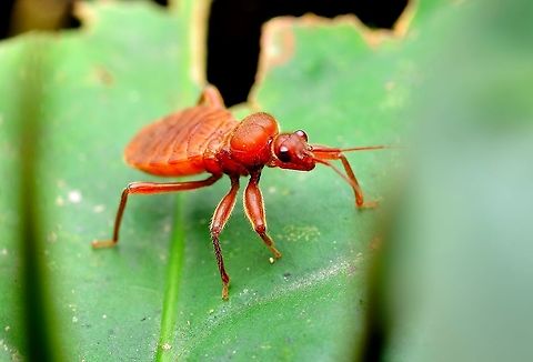 assassin bug?  Geotagged,Malaysia,Spring