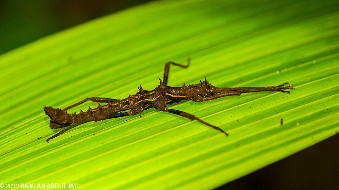 The Phasmatodea or stick insect found in Borneo The Phasmatodea (also known as Phasmida or Phasmatoptera) are an order of insects whose members are variously known as stick insects, stick-bugs, walking sticks or bug sticks. They are generally referred to as phasmatodeans, phasmids, or ghost insects  Epidares nolimetangere,Fall,Geotagged,Malaysia,Touch-me-not Stick Insect