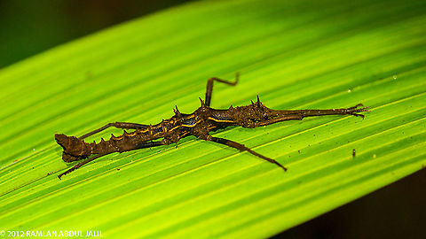 The Phasmatodea or stick insect found in Borneo The Phasmatodea (also known as Phasmida or Phasmatoptera) are an order of insects whose members are variously known as stick insects, stick-bugs, walking sticks or bug sticks. They are generally referred to as phasmatodeans, phasmids, or ghost insects  Epidares nolimetangere,Fall,Geotagged,Malaysia,Touch-me-not Stick Insect