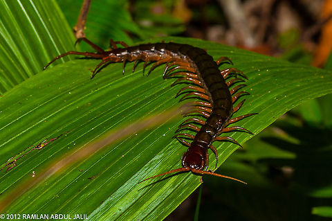 Southeast Asian Giant Forest Centipedes (Scolopendra subspinipes dehaani)  Fall,Geotagged,Malaysia,Scolopendra subspinipes