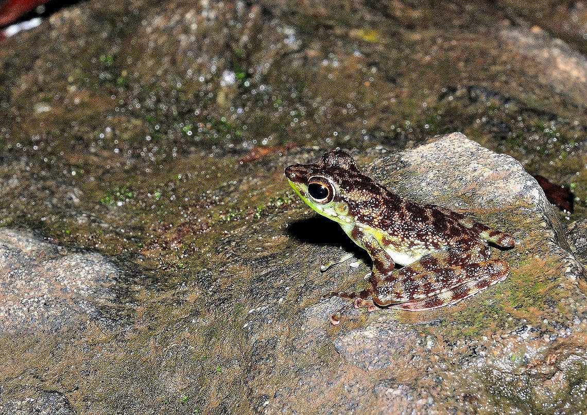 Black-spotted Rock Skipperrog  (Staurois guttatus) Found this frog at waterfall area Black-spotted Rock Skipper,Geotagged,Malaysia,Spring,Staurois guttatus