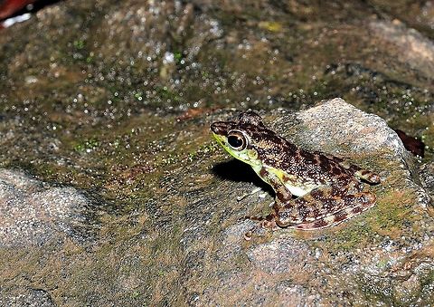 Black-spotted Rock Skipperrog  (Staurois guttatus) Found this frog at waterfall area Black-spotted Rock Skipper,Geotagged,Malaysia,Spring,Staurois guttatus