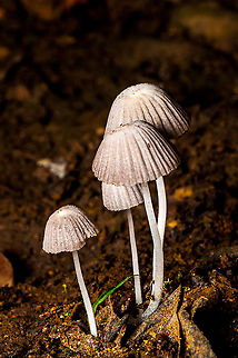 Mycena illuminans