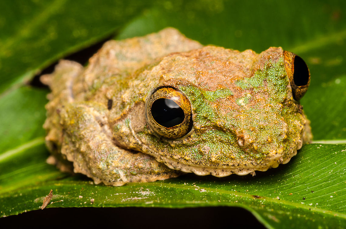 Kurixalus appendiculatus (FRILLED TREE FROG)  Fall,Frilled tree frog,Geotagged,Kurixalus appendiculatus,Malaysia