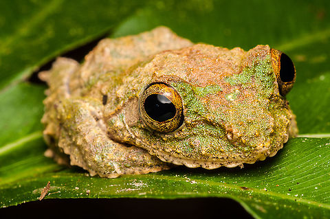 Frilled tree frog