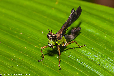 Monkey grasshopper, Erucius sp. (Chorotypidae) Common of grasshopper in borneo forest Fall,Geotagged,Malaysia
