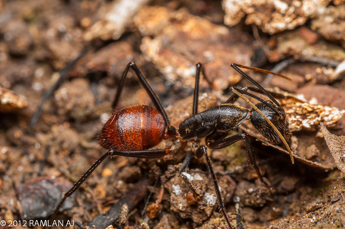 Giant forest ants (Dinomyrmex gigas)  Dinomyrmex,Dinomyrmex gigas,Fall,Geotagged,Malaysia