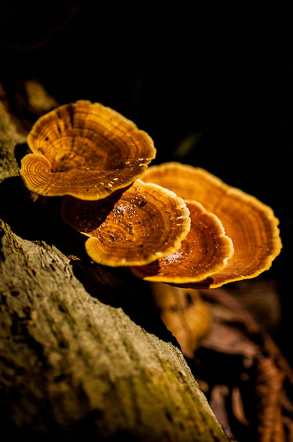 Bracket fungus growing on a tree trunk  Fall,Geotagged,Malaysia,Pycnoporus sanguineus