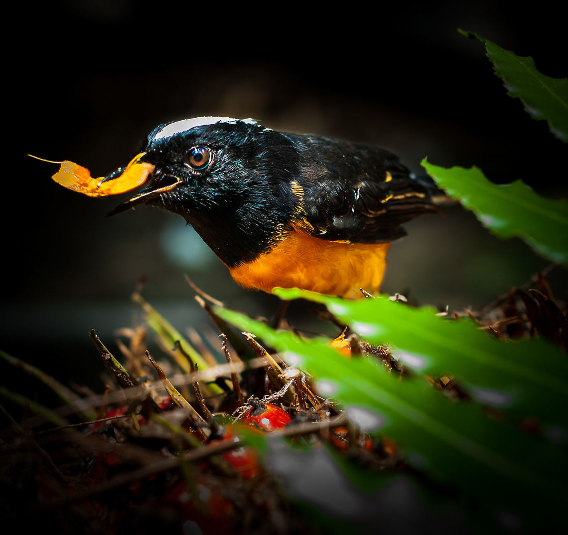 White-Crowned Shama from Sabah (Copsychus malabaricus ssp. stricklandii)  Copsychus malabaricus,Copsychus stricklandii,Fall,Geotagged,Malaysia,White-crowned shama,White-rumped shama