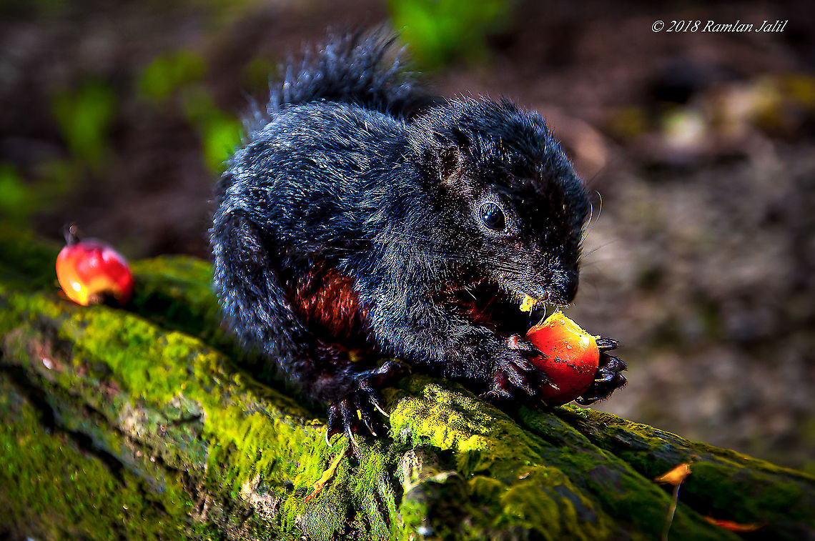 Prevost's Squirrel (Callosciurus prevostii pluto) common squirrel species found in Borneo Malaysia - sabah Callosciurus prevostii,Fall,Geotagged,Malaysia,Prevost's squirrel