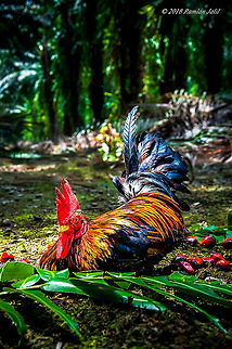 Malaysian Serama Malaysian Serama, also known as the Ayam Serama. The Serama breed is named after Raja Sri Rama a mythical character from shadow puppet plays. Malaysian Serama are one of the rarest breeds of chickens in the world and are the smallest chicken and lightest chicken in the world Domestic Chicken,Fall,Gallus gallus,Gallus gallus var. domesticus,Geotagged,Malaysia,Red junglefowl