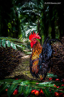 Malaysian Serama Malaysian Serama, also known as the Ayam Serama. The Serama breed is named after Raja Sri Rama a mythical character from shadow puppet plays. Malaysian Serama are one of the rarest breeds of chickens in the world and are the smallest chicken and lightest chicken in the world Domestic Chicken,Fall,Gallus gallus,Gallus gallus var. domesticus,Geotagged,Malaysia,Red junglefowl