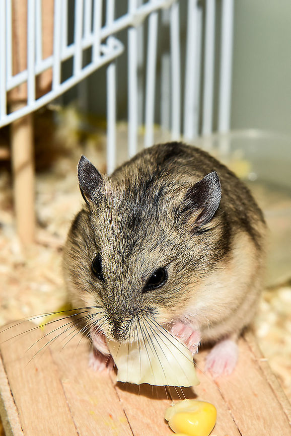 Roborovski hamster (Phodopus roborovskii)  Geotagged,Malaysia,Roborovski hamster,Summer