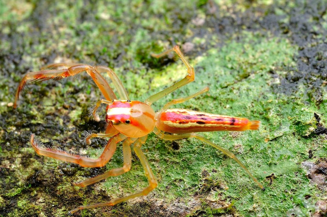 Scorpion - mimic Spider  Geotagged,Malaysia,Spring,Viciria praemandibularis