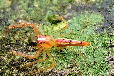 Scorpion - mimic Spider  Geotagged,Malaysia,Spring,Viciria praemandibularis