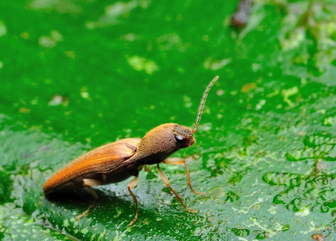 Agriotes sp., Malaysia  Agriotes sp,Agriotes sputator,Geotagged,Malaysia,Spring