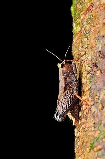 Groundhoppers, pygmy grasshoppers, pygmy devils - (Tetrigidae)  Geotagged,Malaysia,Potua,Solanum tuberosum,Spring