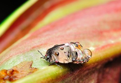 Who am i  Geotagged,Malaysia,Spring