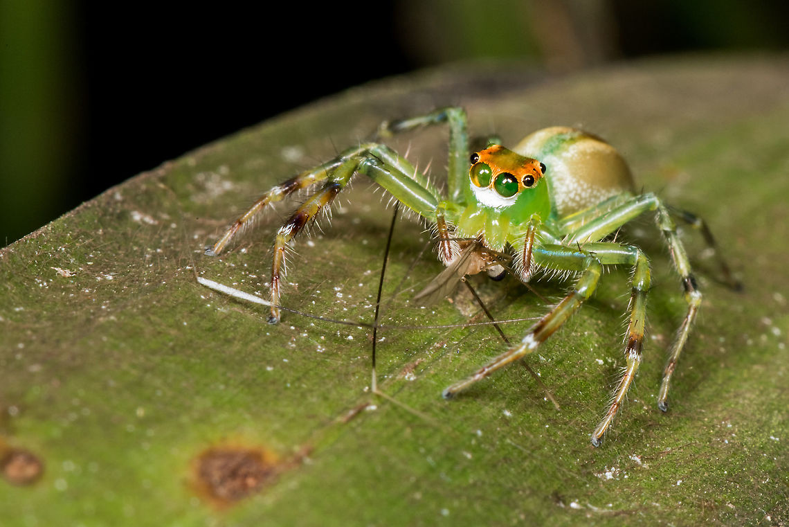 Green jumping spider with their prey found this cute jumping spider on palm leaves Epeus flavobilineatus,Fall,Geotagged,Malaysia,Yellow-lined Epeus Spider