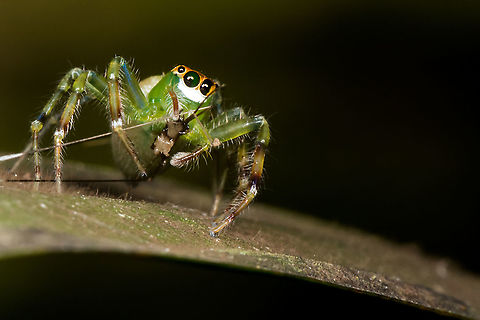 Green jumping spider with their prey  Epeus flavobilineatus,Fall,Geotagged,Malaysia,Yellow-lined Epeus Spider