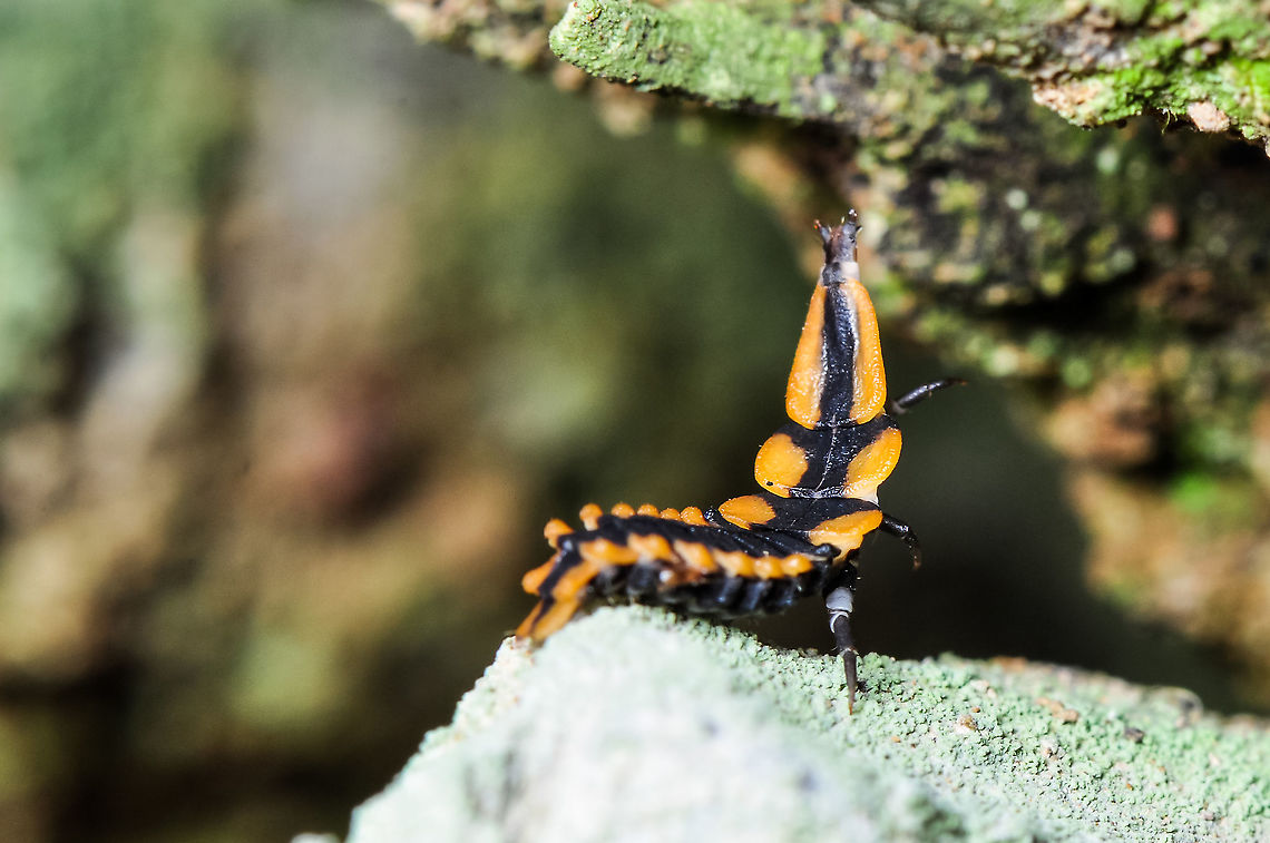 Net winged bettle larva (Lycidae)  Fall,Geotagged,Malaysia
