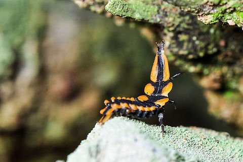 Net winged bettle larva (Lycidae)  Fall,Geotagged,Malaysia