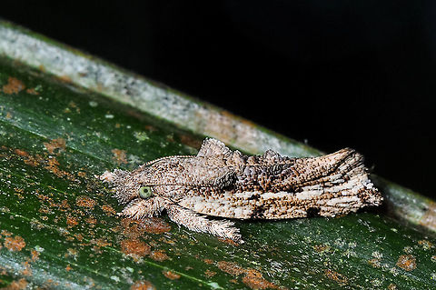 moth in a oil palm leaf  Geotagged,Malaysia