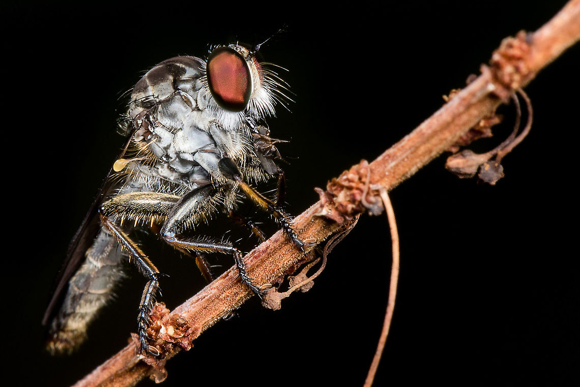 The Asilidae are the robber fly family, also called assassin flies  Geotagged,Malaysia