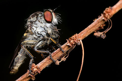 The Asilidae are the robber fly family, also called assassin flies  Geotagged,Malaysia