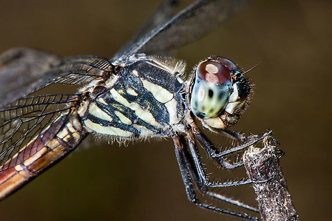 Dragonfly  Geotagged,Lathrecista asiatica,Malaysia,Winter