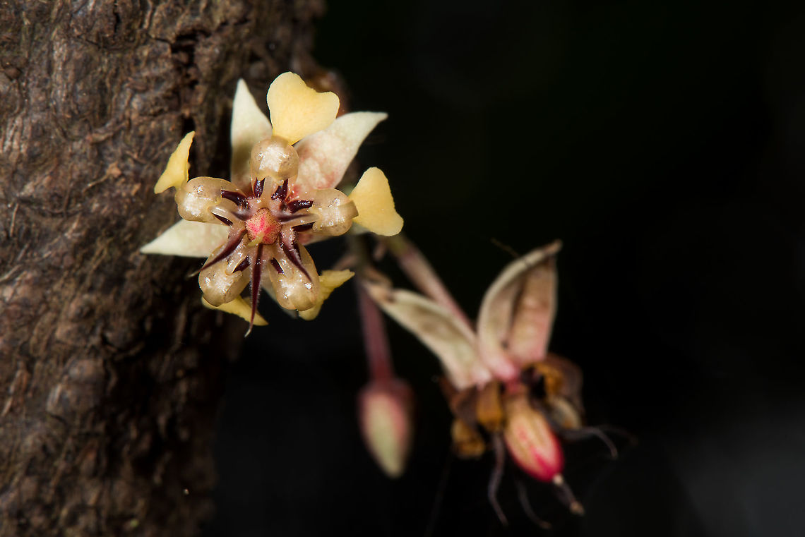 Cacao or Theobroma cacao flower  Cacao tree,Geotagged,Malaysia,Theobroma cacao,Winter