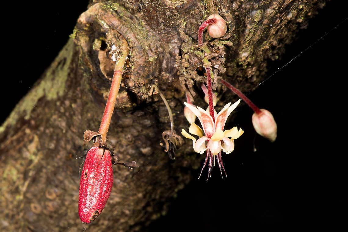 Tree steps of Theobroma cacao, also called the cacao tree flower  Cacao tree,Geotagged,Malaysia,Theobroma cacao,Winter