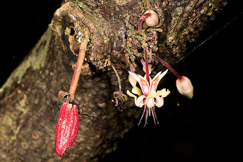 Tree steps of Theobroma cacao, also called the cacao tree flower  Cacao tree,Geotagged,Malaysia,Theobroma cacao,Winter