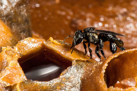 Stingless bees, stingless honey bees or simply meliponines beside thier honey. (Trigona sp)  Geotagged,Malaysia,Nephrotoma ferruginea,Winter