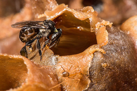 Stingless bees, stingless honey bees or simply meliponines beside thier honey. (Trigona sp)  Geotagged,Malaysia,Winter