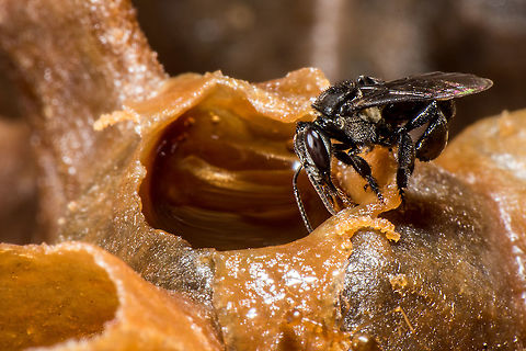 Stingless bees, stingless honey bees or simply meliponines beside thier honey. (Trigona sp)  Geotagged,Malaysia,Trigona spinipes,Winter