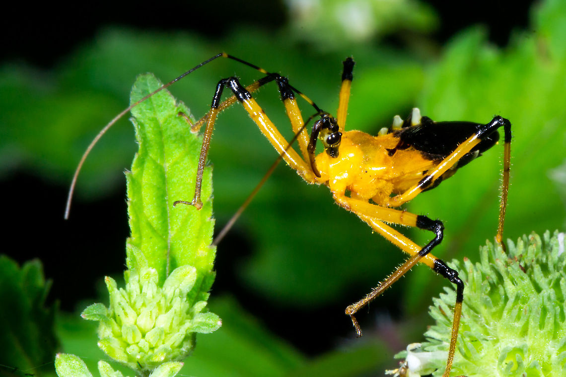Yellow assassin bug (Cosmolestes picticeps) Cosmolestes picticeps belongs to the family Reduviidae order Hemiptera. 7mm total body large, yellow with black head and black spots on legs at back Cosmolestes picticeps,Fall,Geotagged,Malaysia,Velinus nigrigenu