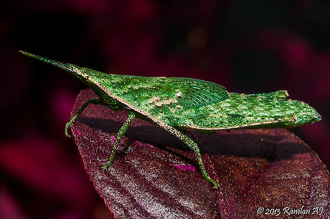 green grasshopper  Fall,Geotagged,Malaysia
