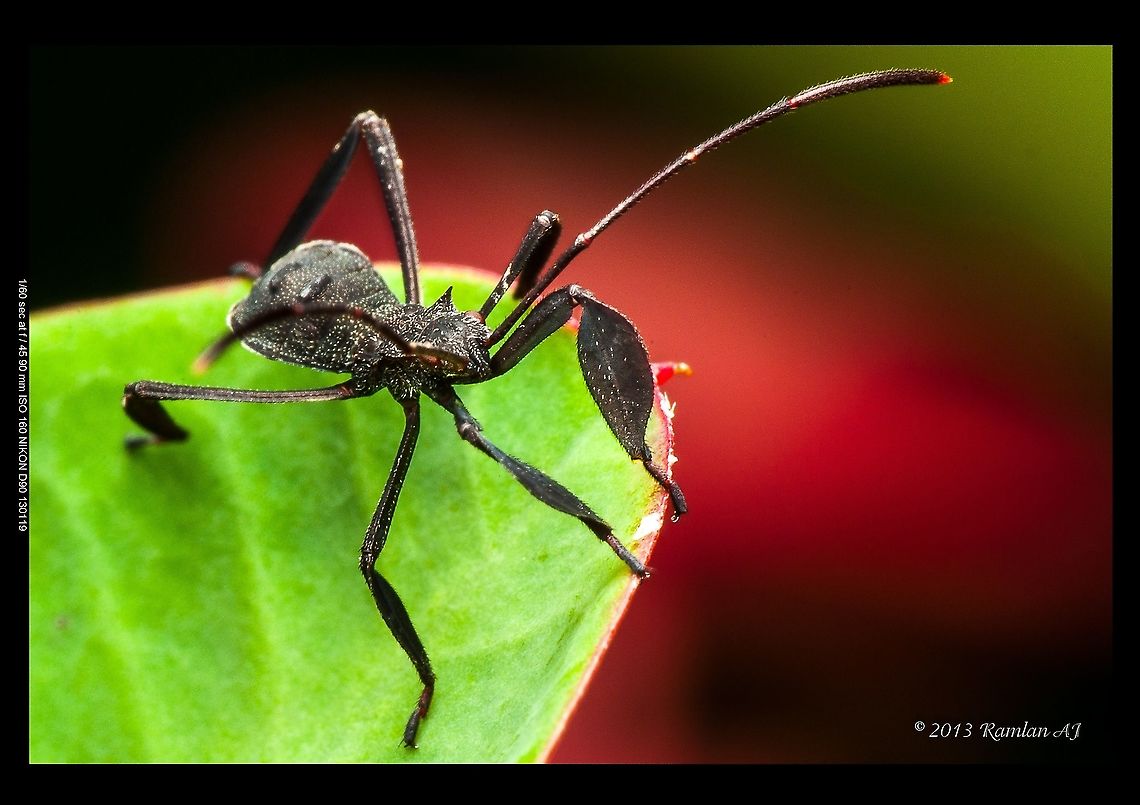 Black nymph assassin bug  Geotagged,Malaysia