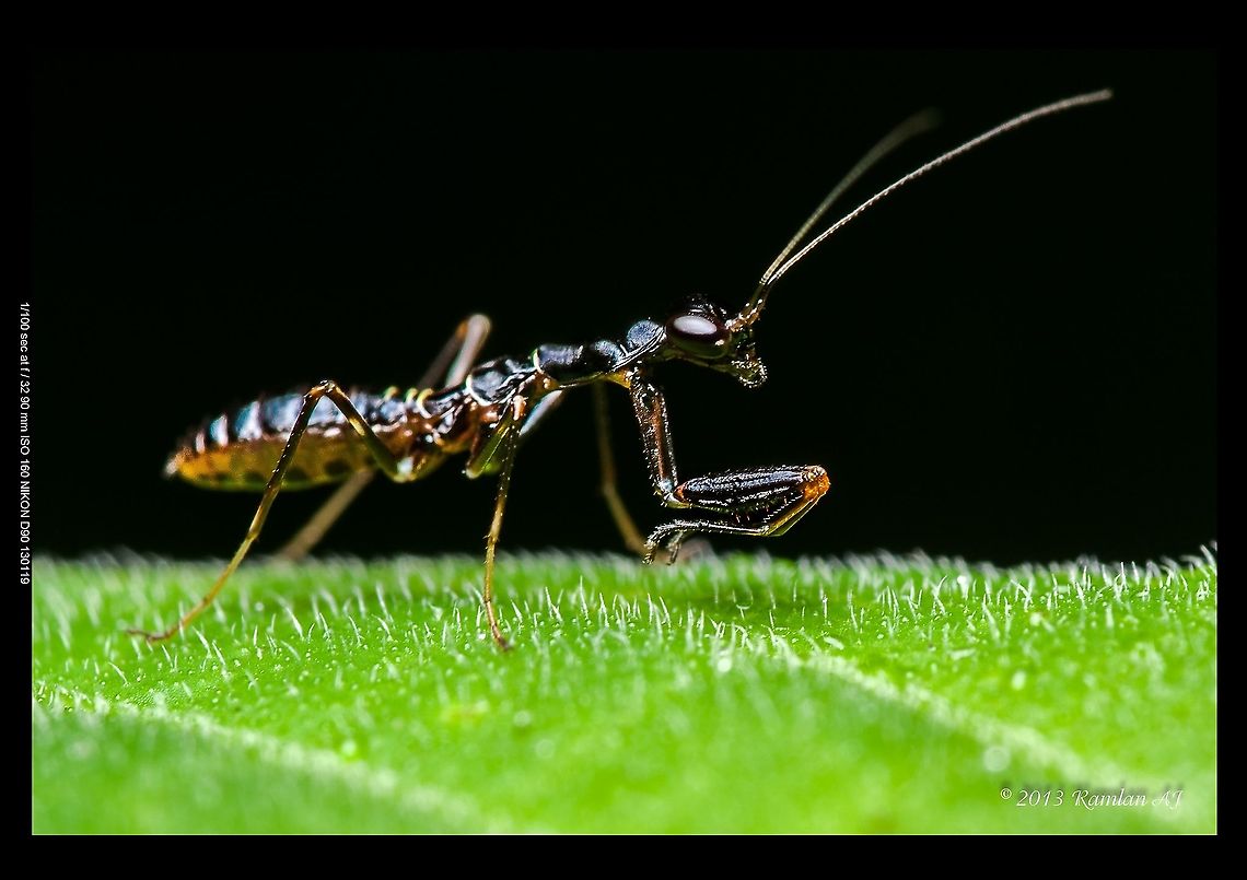Tiny black ant Mantis  Geotagged,Malaysia