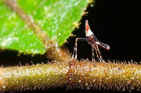 Tiny leaf hopper  Geotagged,Malaysia,Summer