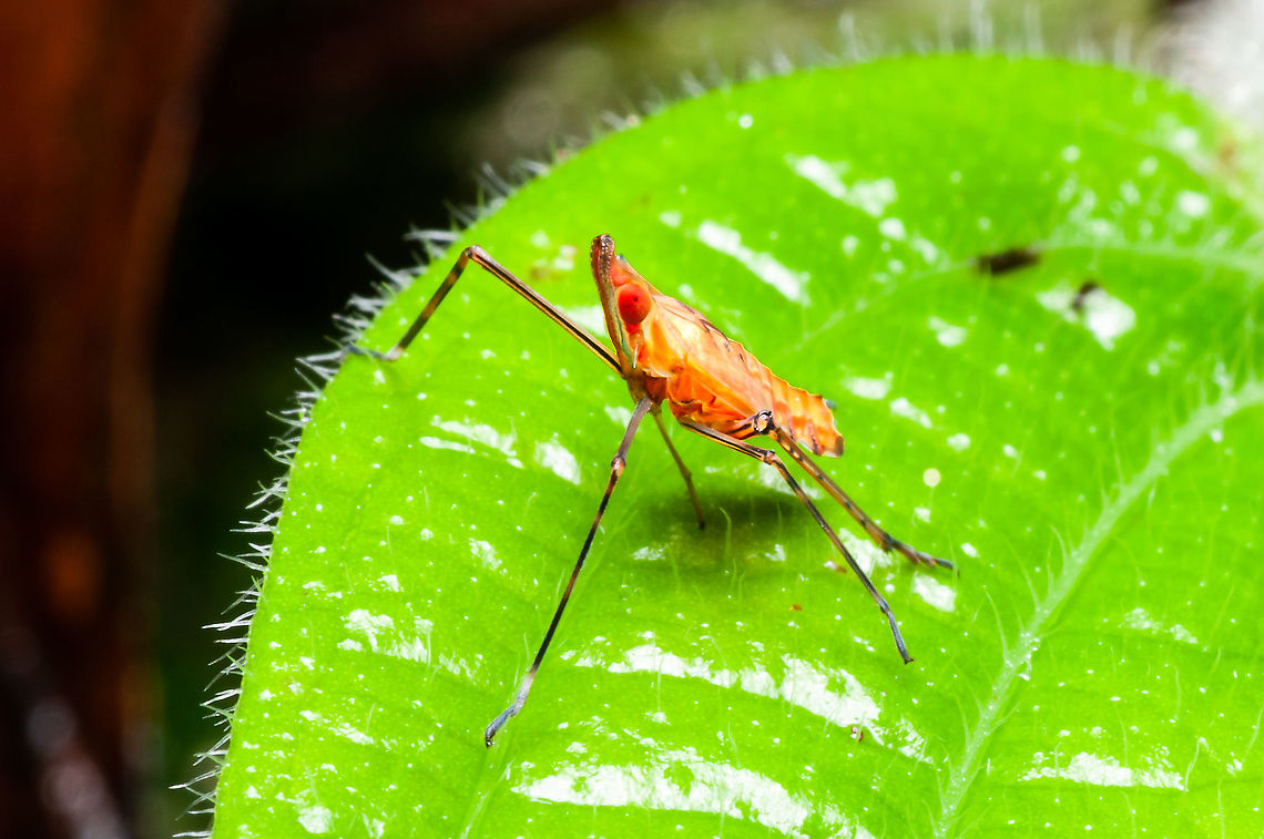 Leaf hopper  Geotagged,Malaysia,Summer