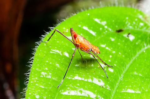 Leaf hopper  Geotagged,Malaysia,Summer
