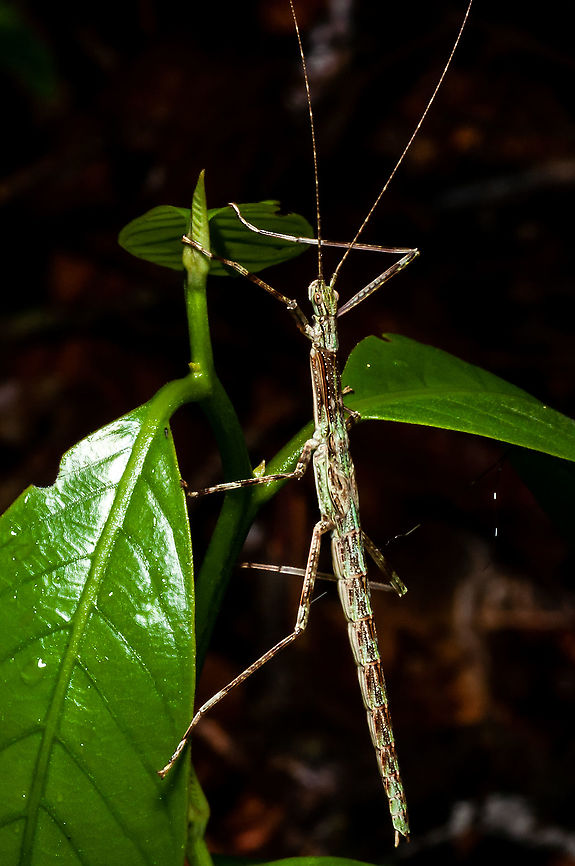 Stick Insect  Geotagged,Malaysia,Summer