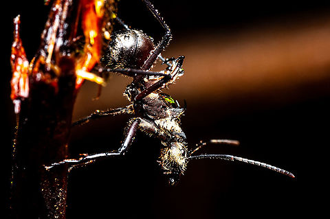 Black spiky ant  Geotagged,Malaysia,Summer