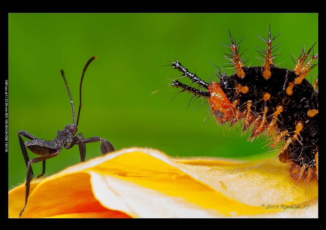 caterpilar vs assassin bug  Geotagged,Malaysia